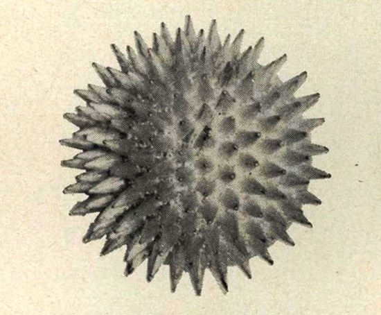 Spiky gilt chrysanthemum by De Nicola. Vogue April 1960 ad
